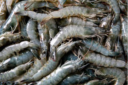 Fresh Shrimps (ABW: 19g), approx. 1 kg